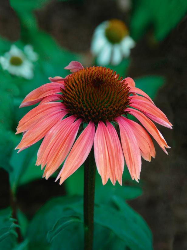 New and Unusual Coneflower Varieties HGTV