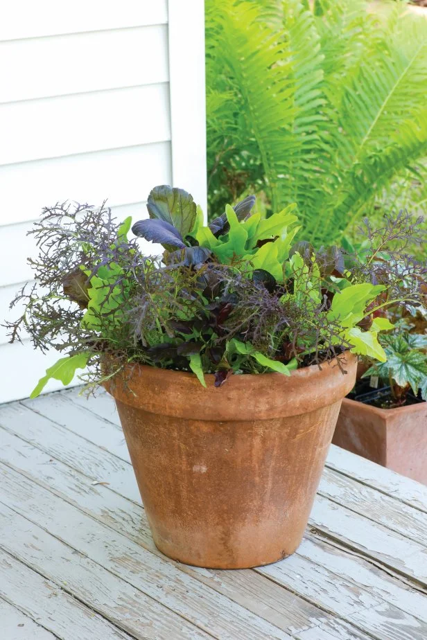 Lettuce Container Garden