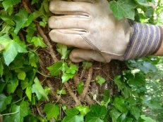 Removing Clinging Vines