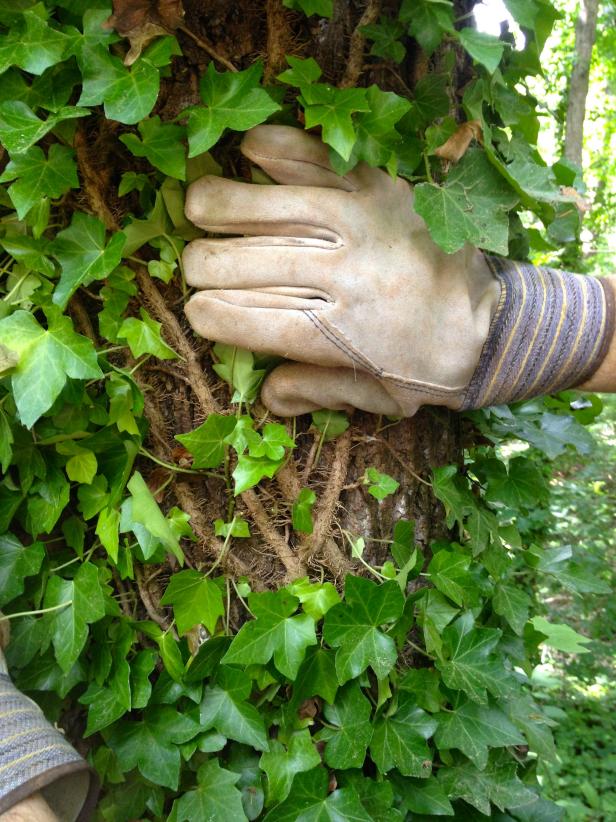 Image of Ground ivy growing on a rock