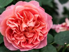 'Boscobel' features beautifully formed small-petaled salmon colored flowers. It has a medium-strong myrrh fragrance with hints of elder flower, pear and almond.&nbsp;