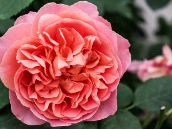 'Boscobel' features beautifully formed small-petaled salmon colored flowers. It has a medium-strong myrrh fragrance with hints of elder flower, pear and almond.&nbsp;