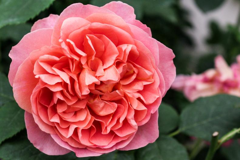 'Boscobel' features beautifully formed small-petaled salmon colored flowers. It has a medium-strong myrrh fragrance with hints of elder flower, pear and almond.&nbsp;