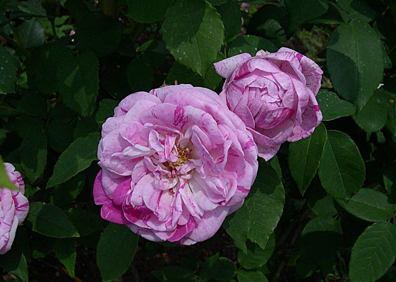 “Honorine de Brabant” claimed the Award of Excellence For Best Established Rose at this year’s Biltmore International Rose Trials. Breeders typically spend 4-5 years developing a breed before entering it in the trials.