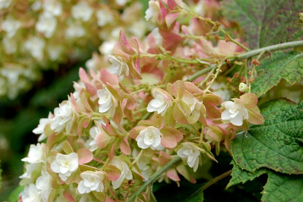 Oakleaf Hydrangea 'Snowflake'