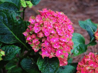 Hydrangea macrophylla 'Pistachio'