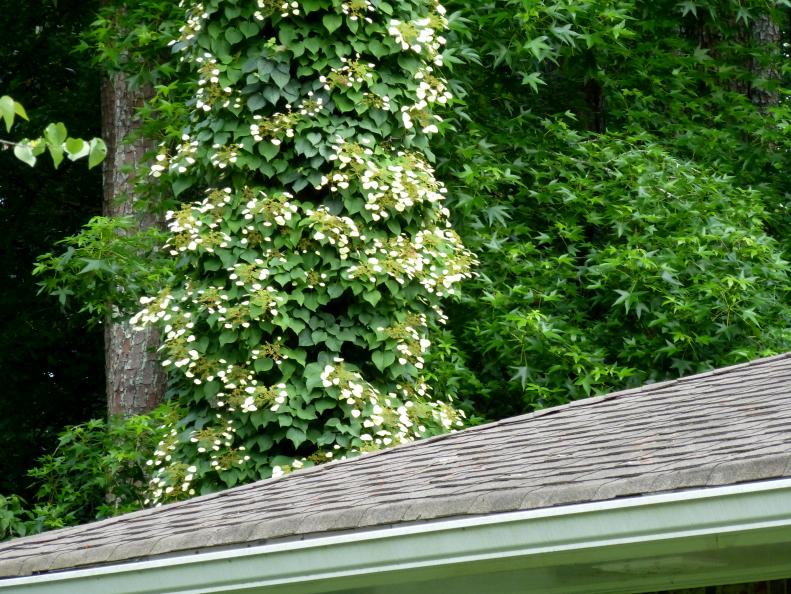 <a href="http://www.hgtvgardens.com/flowers-and-plants/japanese-hydrangea-vine-schizophragma-hydrangeoides-moonlight" target="_blank">Japanese hydrangea vine 'Moonlight'</a> is related to the better-known <a href="http://www.hgtvgardens.com/shrubs/hydrangea-hydrangea-anomala" target="_blank">climbing hydrangea</a>. Its cream-colored, broad flowerheads are surrounded by silver-green leaves with dark green veins. Grow it on a fence, wall or other support. It's hardy in zones 6 to 9.