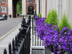 Luscious purple adds great curb appeal to any street view window!