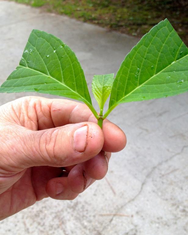 If the two remaining leaves on the stem are large, cut them in half crosswise. This helps prevent loss of moisture.