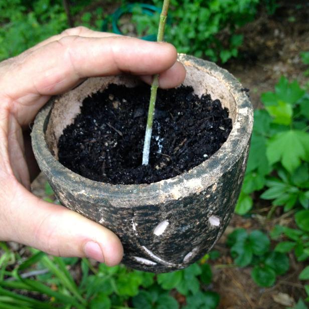 Fill some small pots that have drainage holes with damp vermiculite, coarse sand, or another sterile growing medium. &nbsp;Use your finger to poke a hole in the medium. (This helps prevent dislodging the rooting hormone, which can happen if you stick the cutting directly in the medium.) Put the cuttings in the holes and gently fill in around them. Water the pots, then cover with plastic bag or plastic wraps, using small sticks or stakes to keep the plastic off the leaves.