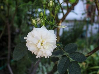 Martha Oakes boasts an enviable slice of urban-meets-suburban land on  which she grows a variety of trees, flowers and edibles in her Charlton,  London neighborhood, including this Rosa alba 'Semi plena'.
