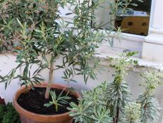 An olive tree and euphorbia grow side by side.