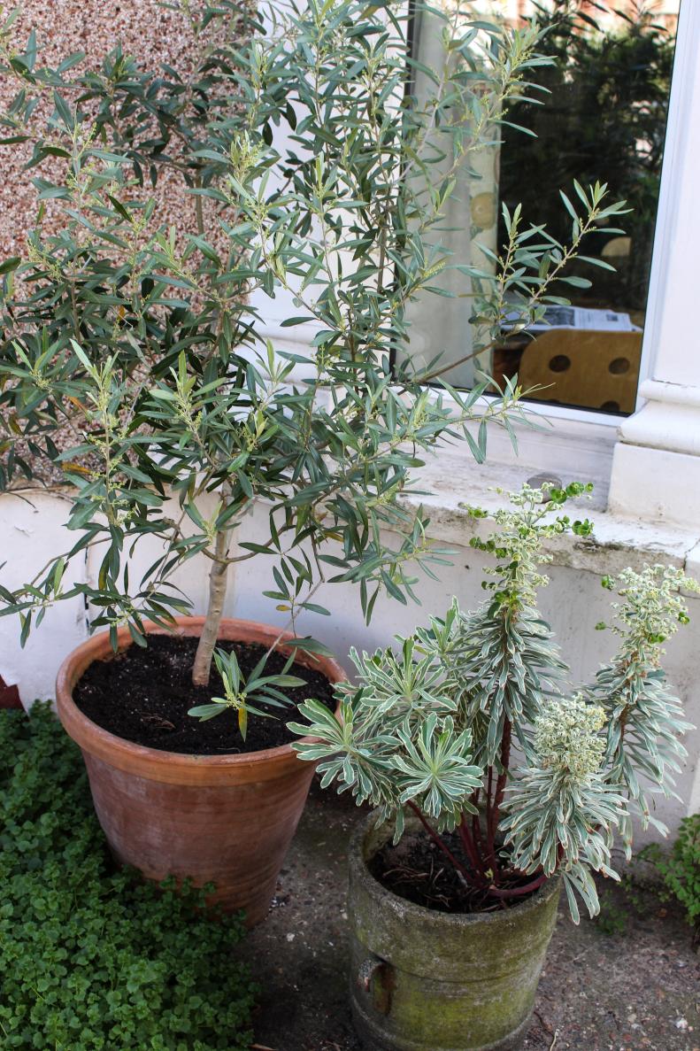 An olive tree and euphorbia grow side by side.