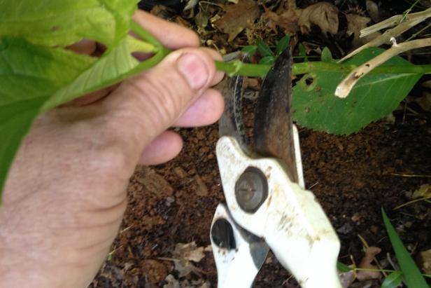 Use a sharp knife or the blade of your pruners to scrape an area of 2-3 inches long on the underside of the soft stem. This is where the new roots will form.