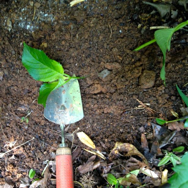 Make a short trench about 2 inches deep and bury the leafless part of the stem you coated with rooting hormone.