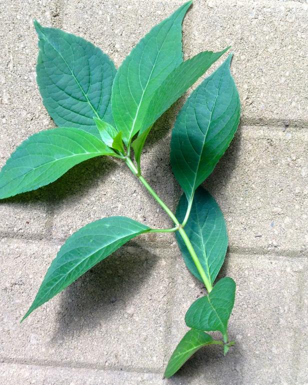 To root a cutting from an existing plant, start by taking 6-inch cuttings from soft hydrangea stems during summer. Soft stems are green and fleshy, as opposed to the hard, woody ones near the base of the plant.