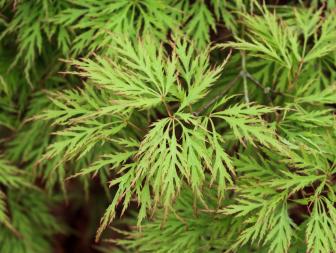 Dwarf Japanese Maple