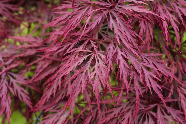 'Crimson Queen' Japanese Maple