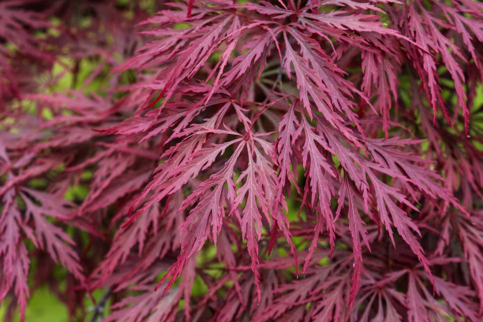 Dwarf Japanese Maples | HGTV