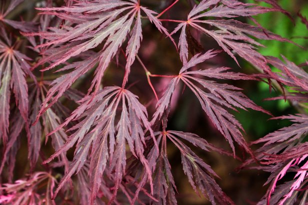 'Pink Ballerina' Japanese Maple