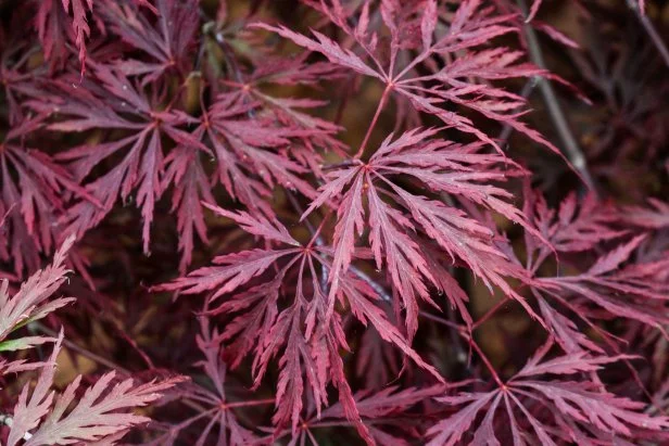 'Red Dragon' Japanese Maple
