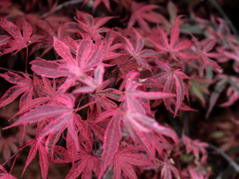 Japanese Maples: A Guide to Planting and Care