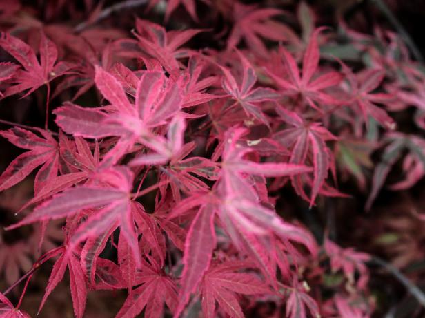 Japanese Maples: How to Plant, Grow and Care for Japanese Maples | HGTV