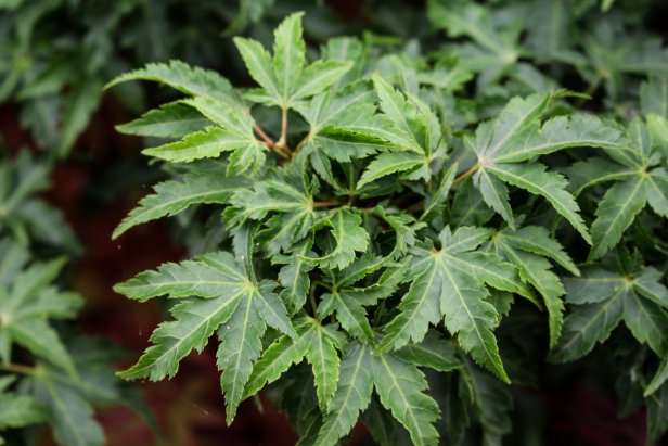 'Shishi Gashira' Japanese Maple