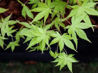 'Summer Gold' Japanese Maple