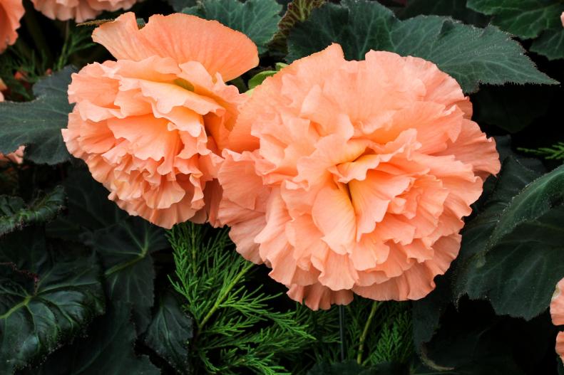 'John Smith' features delicate peach ruffled blooms with a rose-like scent with a hint of citrus.&nbsp;