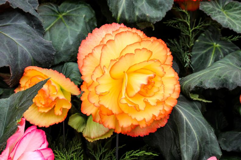 'Party Dress' is a beautiful bright yellow color in the center, then gently fades into a light cream color. It is then trimmed with bright orange on each petal. An excellent addition to any garden.&nbsp;