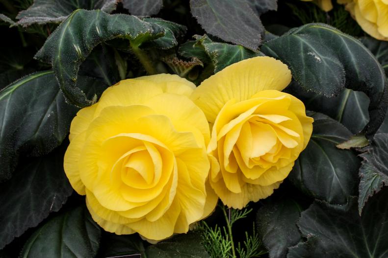 'Midas' features double, pale, golden-yellow flowers with broad petals.&nbsp;