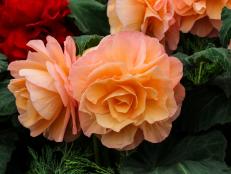 'Olivia' features delicate peachy pink petals. This particular begonia is extremely vigorous and floriferous.&nbsp;