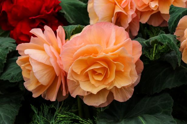 'Olivia' features delicate peachy pink petals. This particular begonia is extremely vigorous and floriferous.&nbsp;