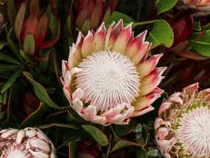 'Protea Cynaroides'