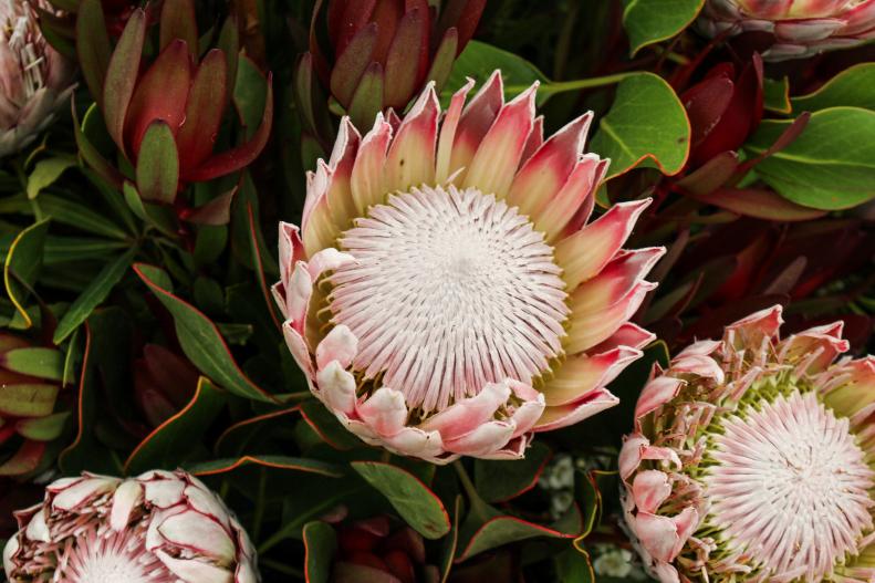 'Protea Cynaroides' is the national flower of South Africa. It grows on a broad-leafed evergreen shrub and produces huge bowl shaped flower heads.&nbsp;