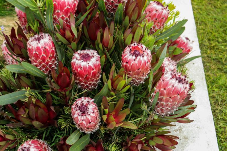 'Protea Magnifica' is an exotic flower native to South Africa that requires full sun exposure and makes an excellent cut flower.&nbsp;