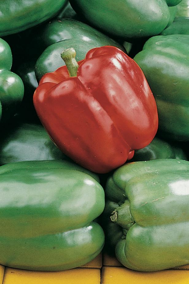 'King Arthur' Bell Pepper