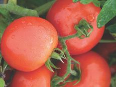 'Defiant' Tomato - Tomato Varieties