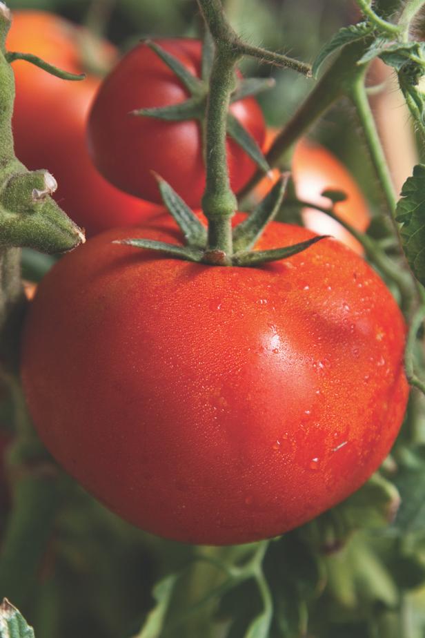 Tomato - Slicer, Early Girl