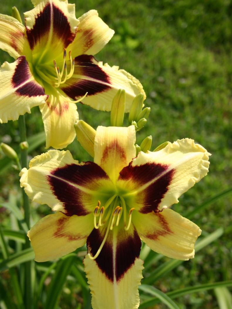 'Hold Your Horses' Yellow and Red Daylily