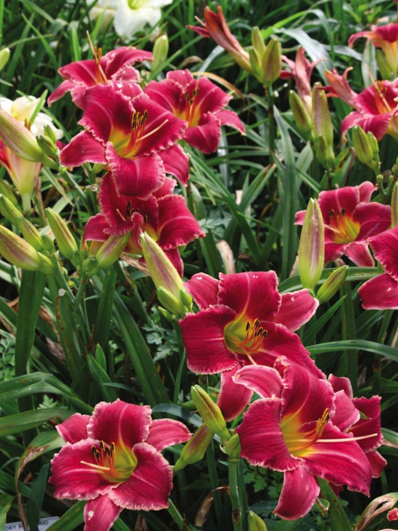 'Rosy Scenario' Red Daylily