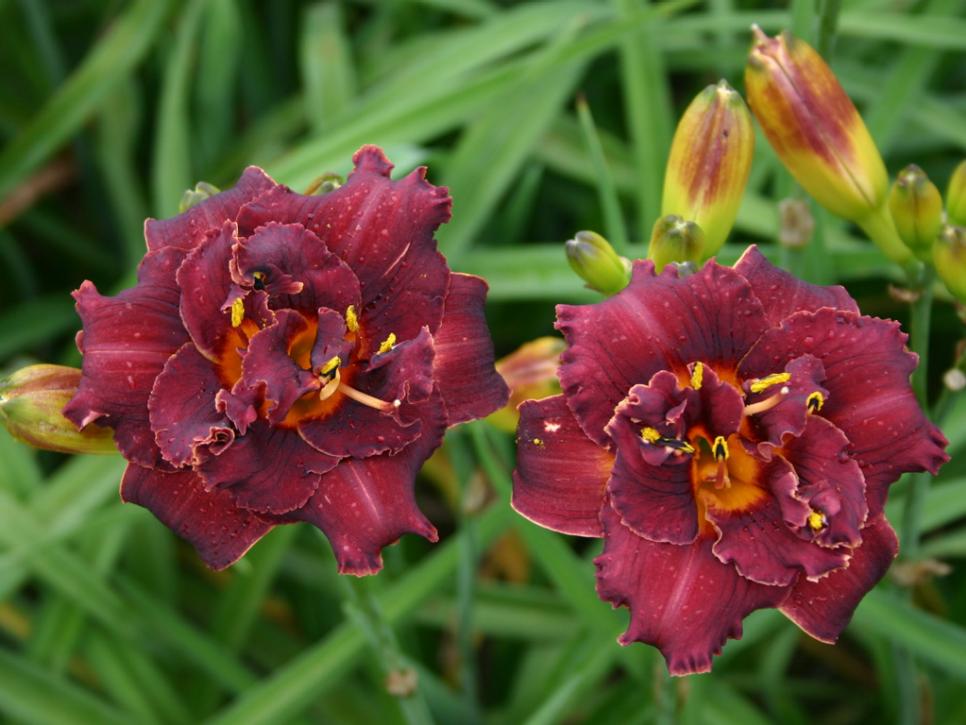 Learn All About 70 Different Daylily Varieties | HGTV