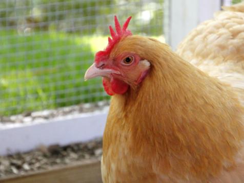 How to Keep Your Chickens Safe