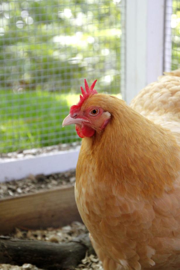 How To Predator Proof A Chicken Coop Hgtv