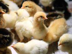 Baby chicks are housed in a temperature-controlled environment called a “brooder” until they are ready to join the flock.