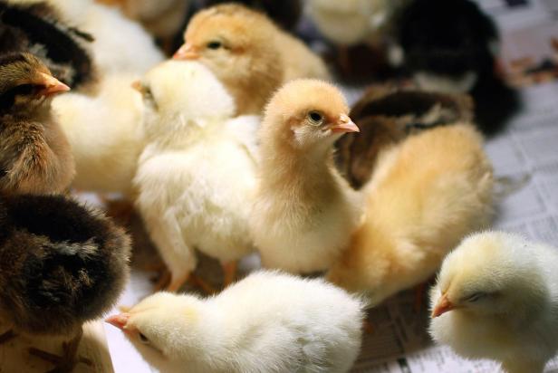 Baby chicks are housed in a temperature-controlled environment called a “brooder” until they are ready to join the flock.