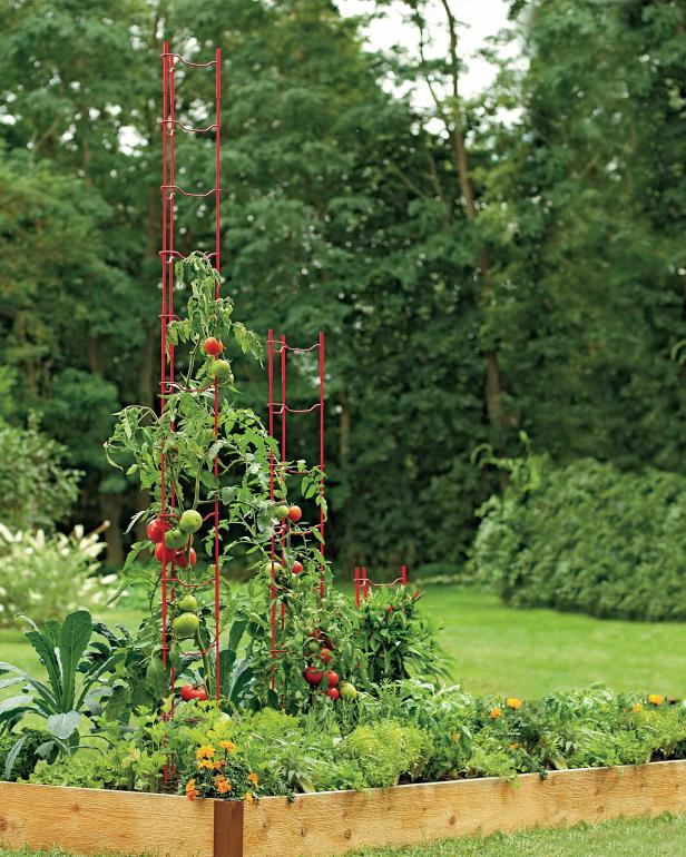 These tomato ladders can support over 100 pounds and are particularly effective because of their V-shaped design which protects the plants from accidental breakage and strong winds.