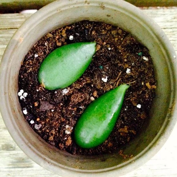 Propagating a Succulent