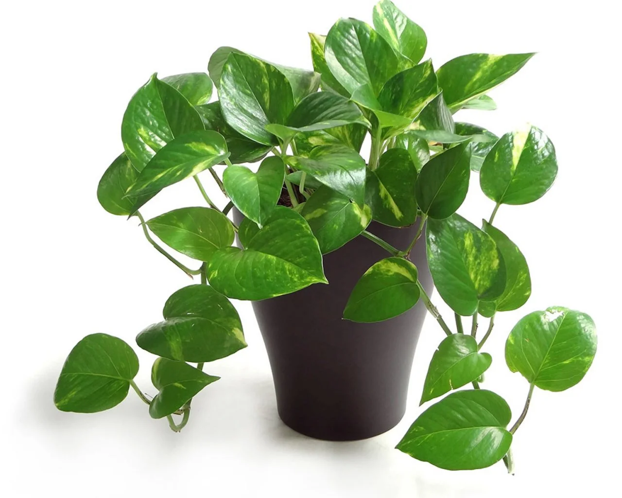 Houseplants that clean the air in your home discount